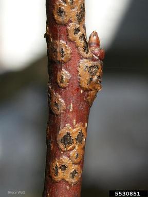 Pear Psylla on branch